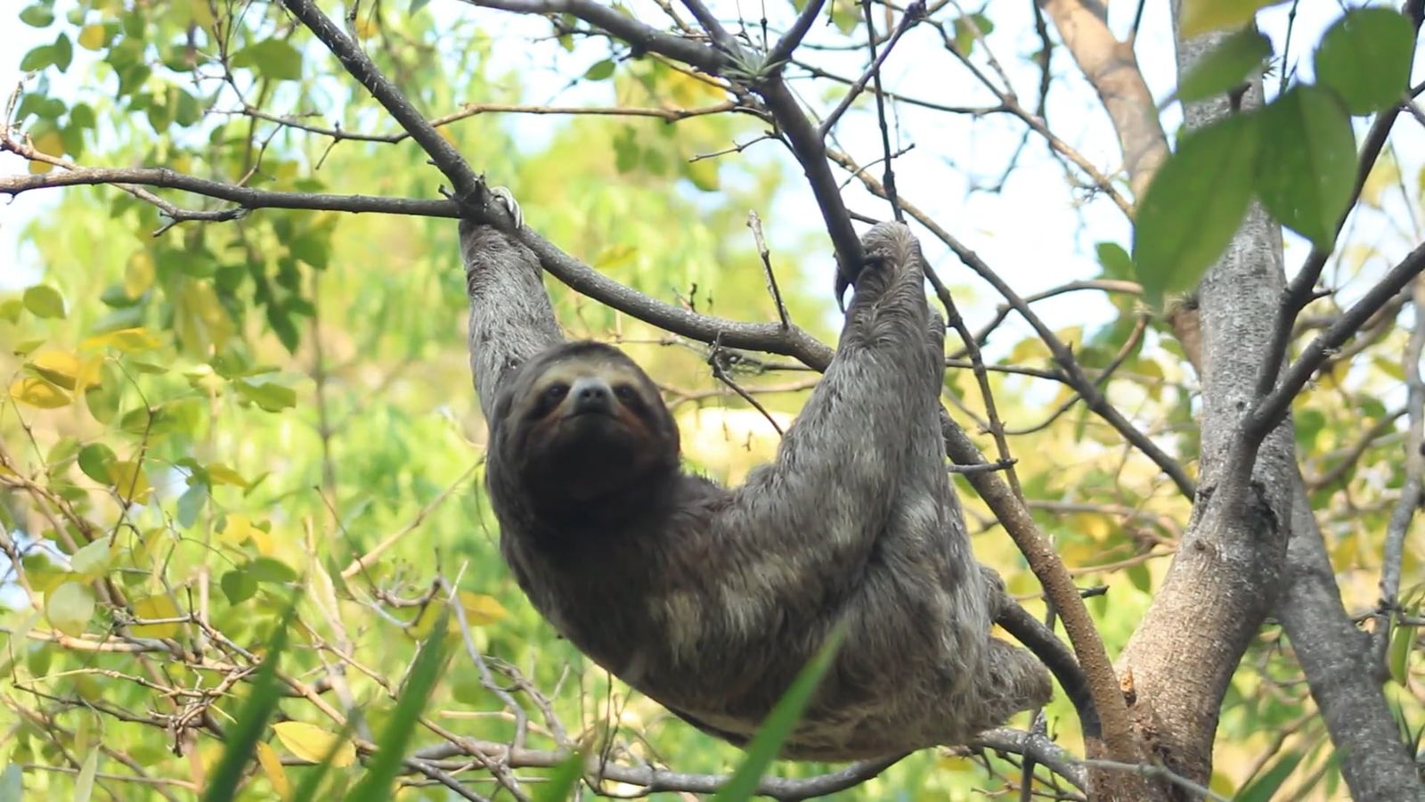 A Sloth Climbing a Tree Free Stock Video Footage, Royalty-Free 4K & HD ...