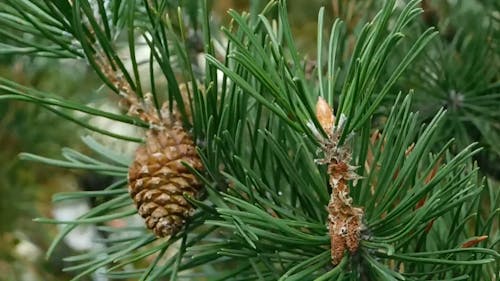 Pine Tree With Cones