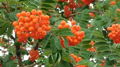 mountain ash tree on breezy day
