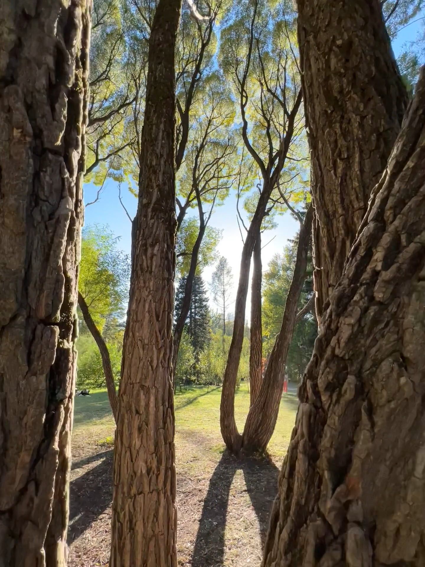 Video by Lada Rezantseva