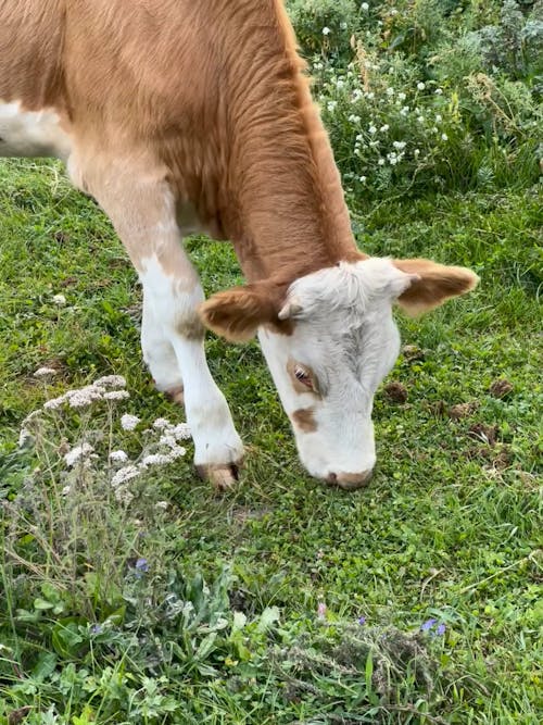 Cow Eating Grass