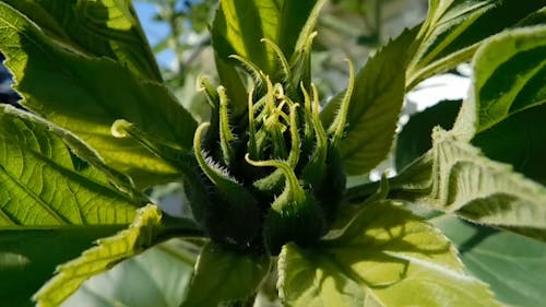 The Top Of Sunflower Bud