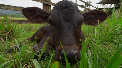 Calf on Pasture