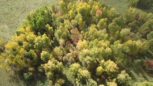 Trees on Ground Drone Footage