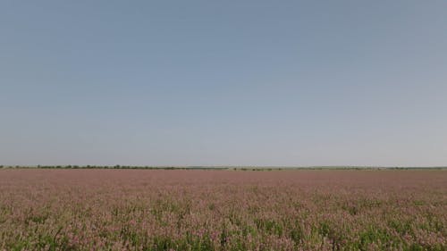 Clear Sky over Meadow