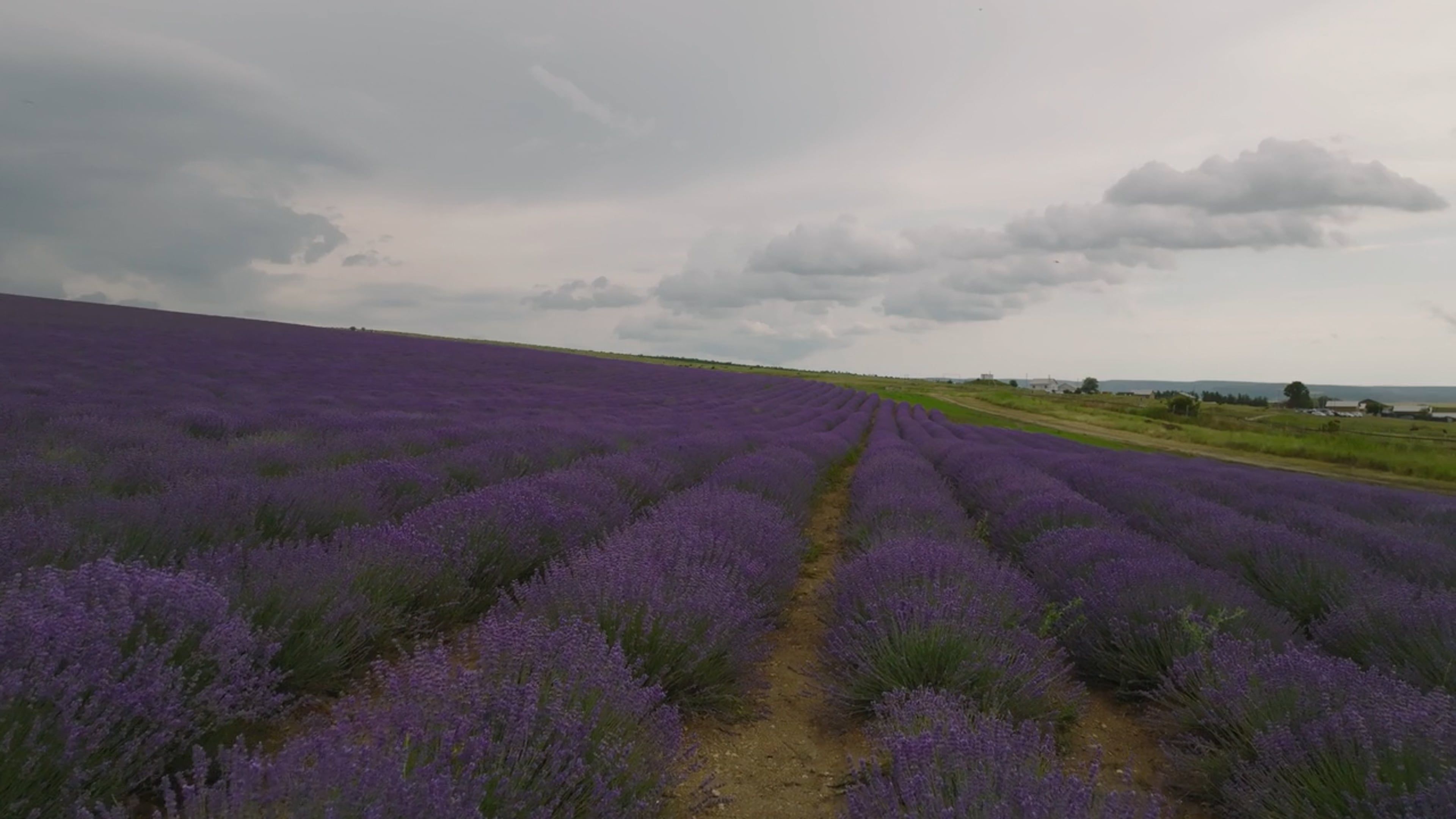 Drone Footage of a Lavender Field in Bloom Free Stock Video Footage ...