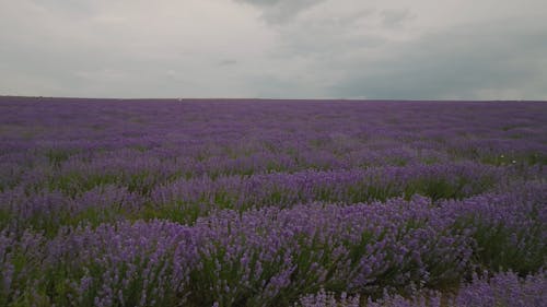 A Lavender Farm Field under a Grey Sky
