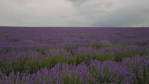 Drone Footage of a Lavender Farm Field under a Grey Sky