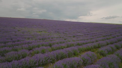 A Vast Lavender Field under a Grey Sky