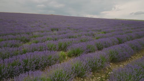 Drone Footage of a Vast Lavender Field in Bloom