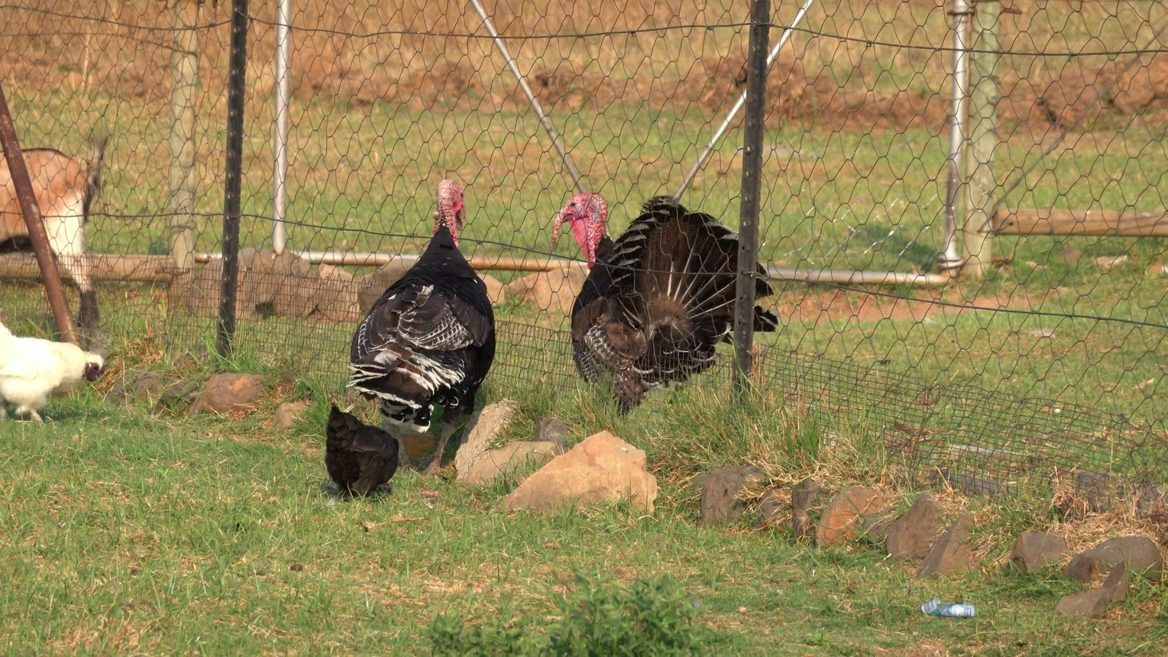 Turkeys and Hens by Fence Free Stock Video Footage, RoyaltyFree 4K