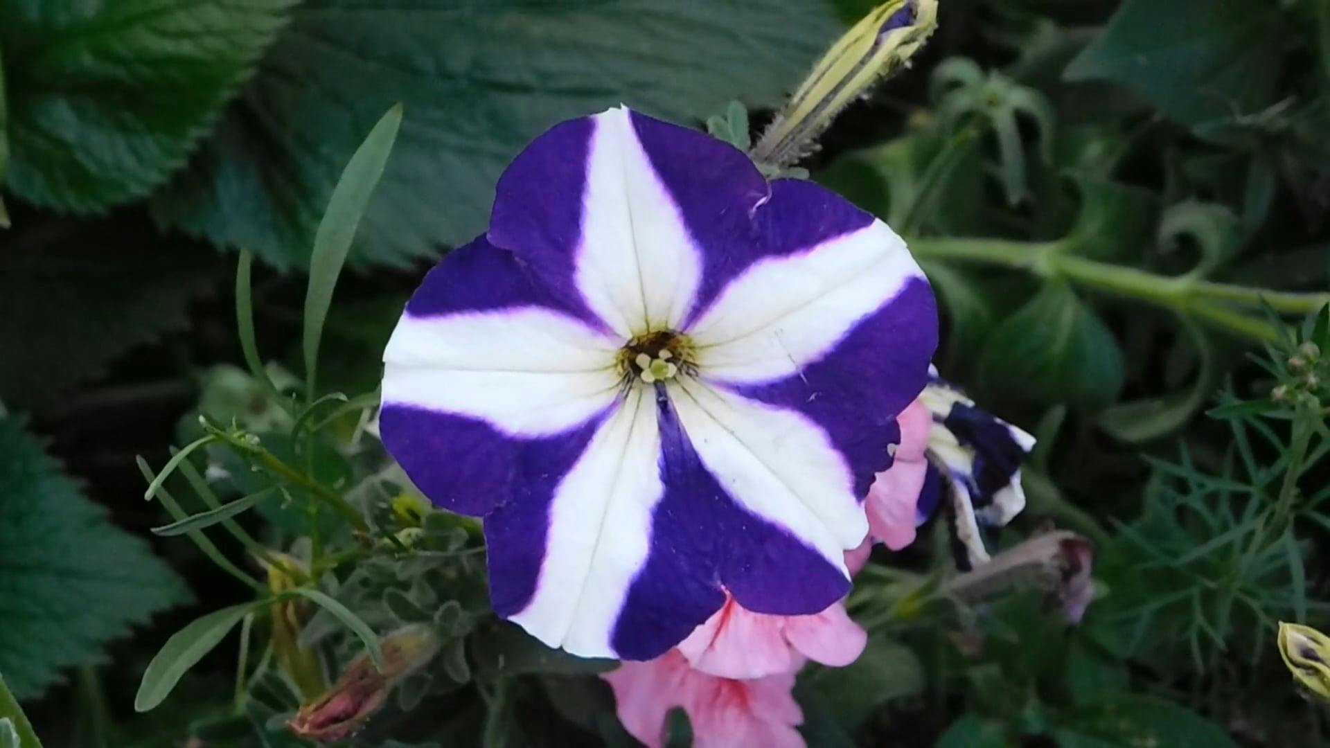 Purple Flower With White Stripes · Free Stock Video