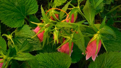 Cluster Of Pink Bell Flowers
