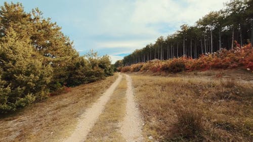 Footpath in Woods