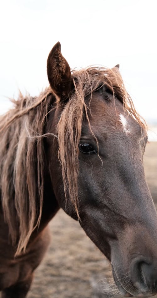 Head of Chestnut Horse