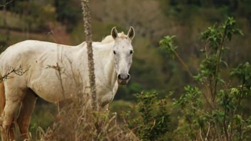 Horse Walking on Meadow