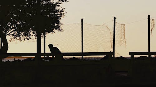 Silhouette Of People Playing Soccer 