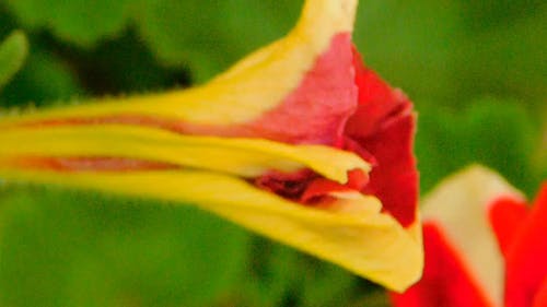 Close-Up View Of A Bloom