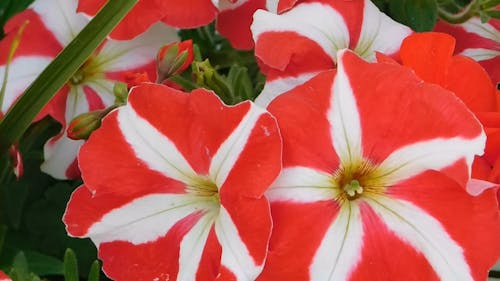 Beauty Of Red Flowers 