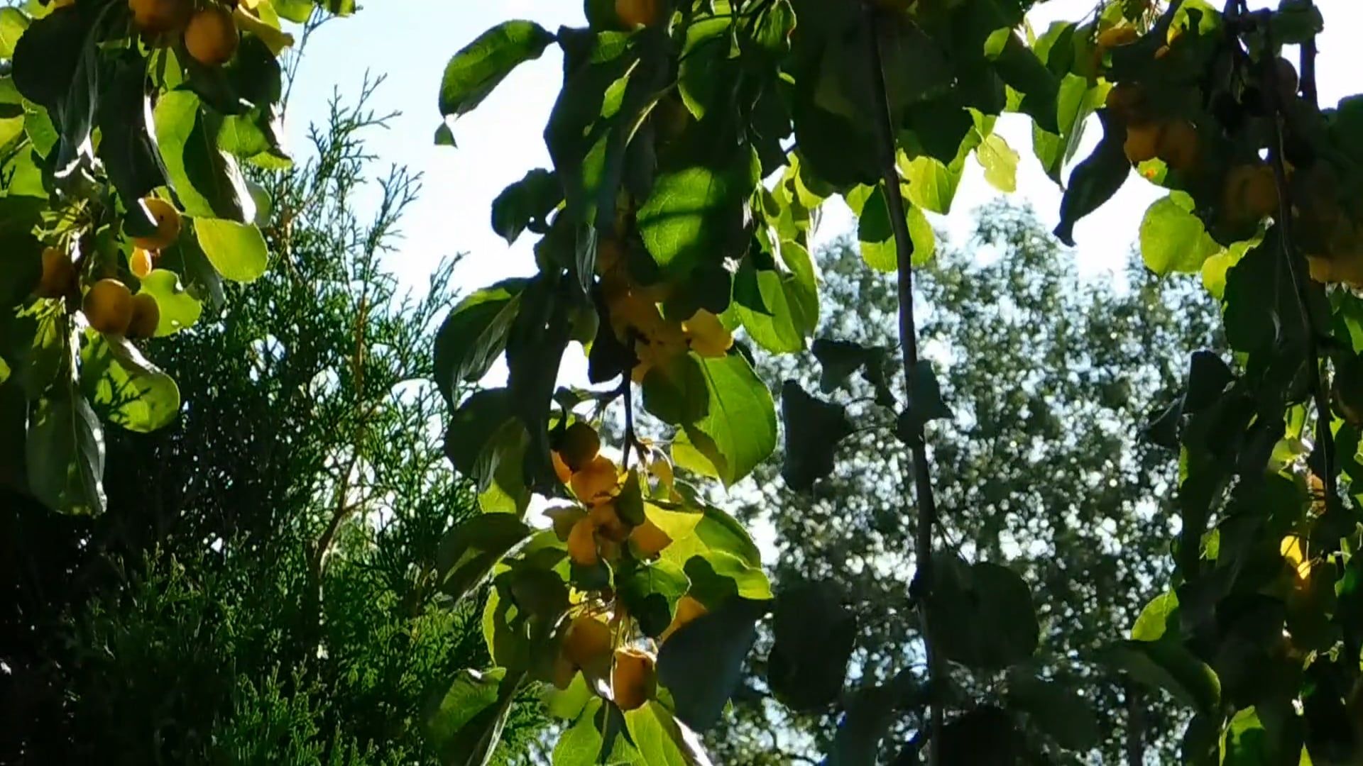 Variety Of Trees Outdoors Free Stock Video Footage, Royalty-Free 4K ...