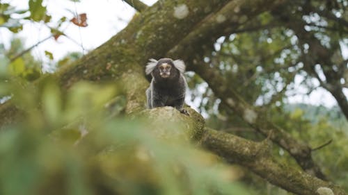 Small Monkey on Tree