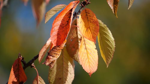 Close up of Autumn Leaves