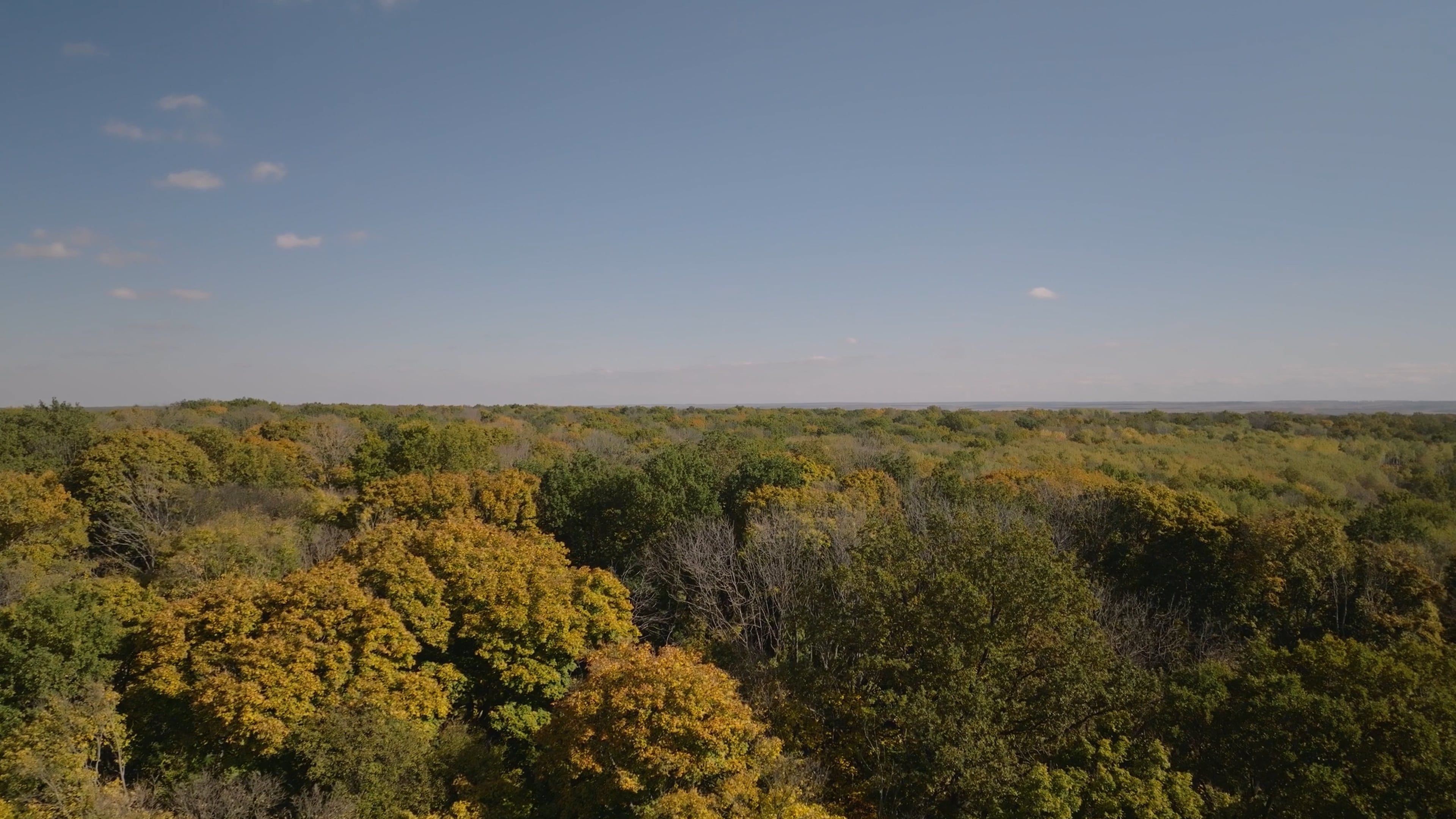 Drone Footage of a Forest Free Stock Video Footage, Royalty-Free 4K ...