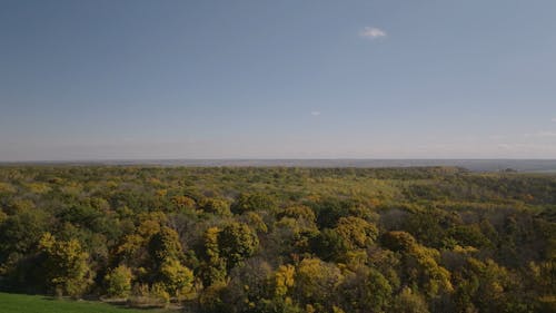 Drone Footage of an Autumn Forest under a Blue Sky 