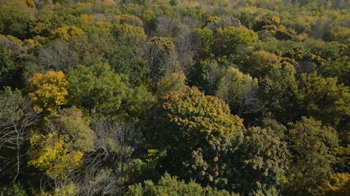 Drone View of Forest Trees with Fall Foliage 