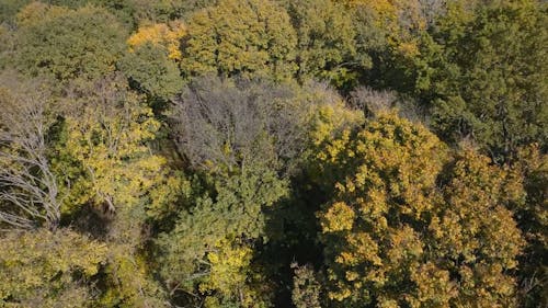 Drone Footage of Green Trees