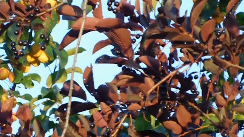 茶色の葉を持つ実をつける木