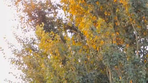 葉の黄金の太陽の反射