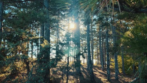 Sun Among Trees in Forest