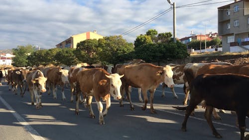A Herd of Cows Walking along a Town Street 