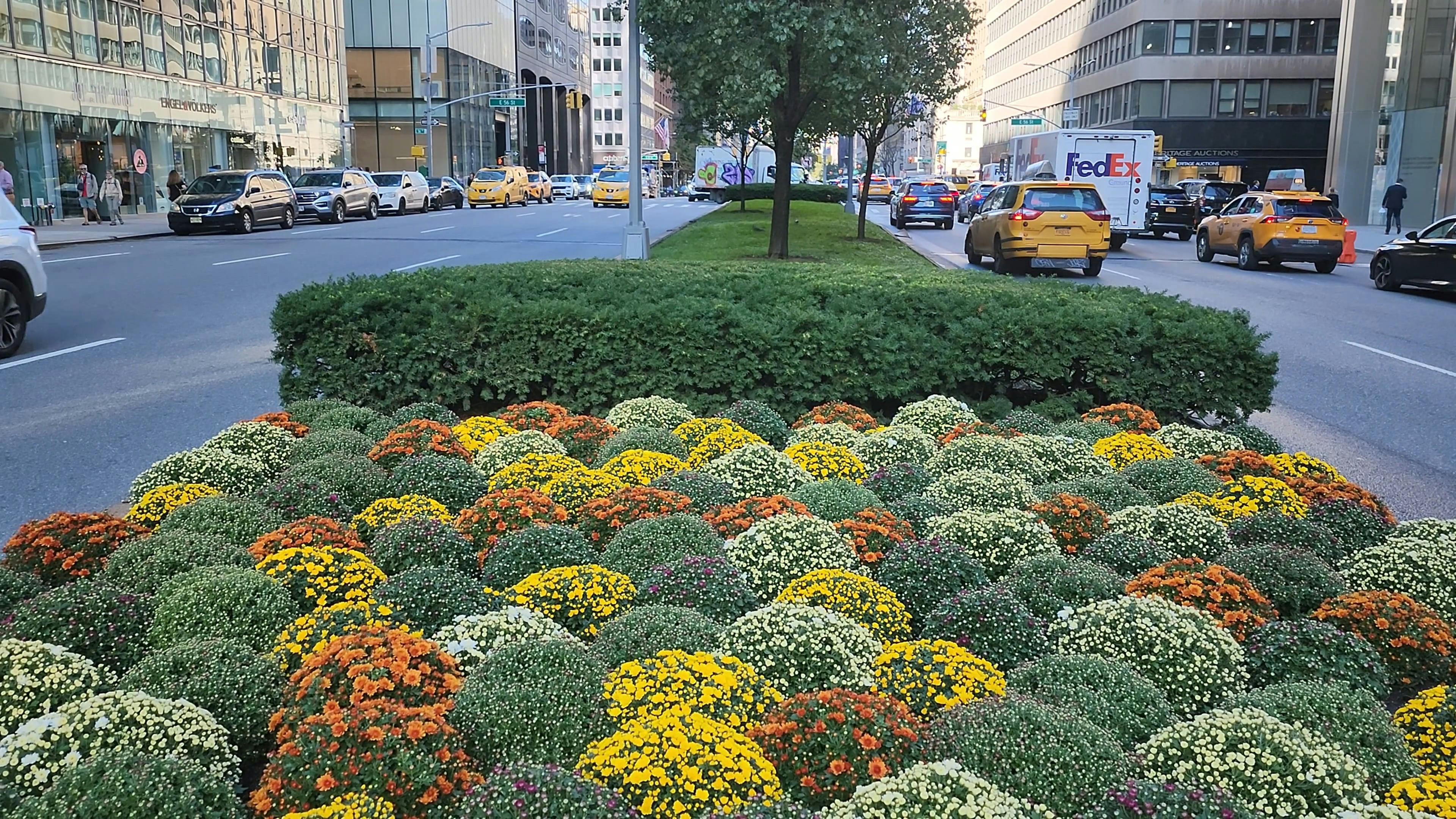 Flowers on Avenue in New York City Free Stock Video Footage, Royalty