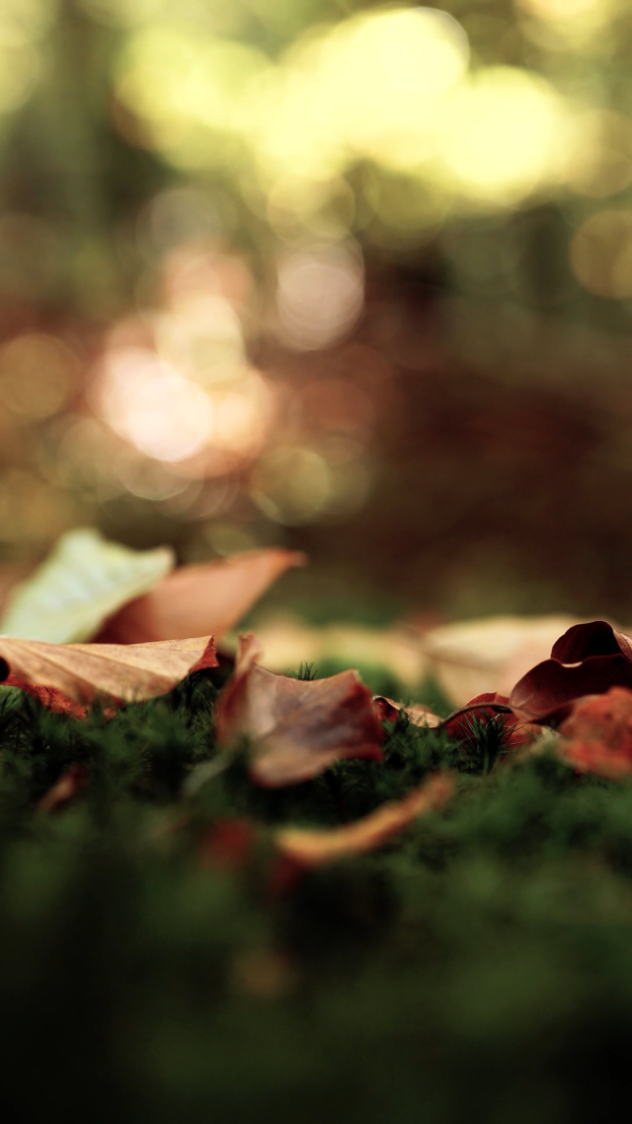 falling leaves on grass 14057544 — free pexels stock footage