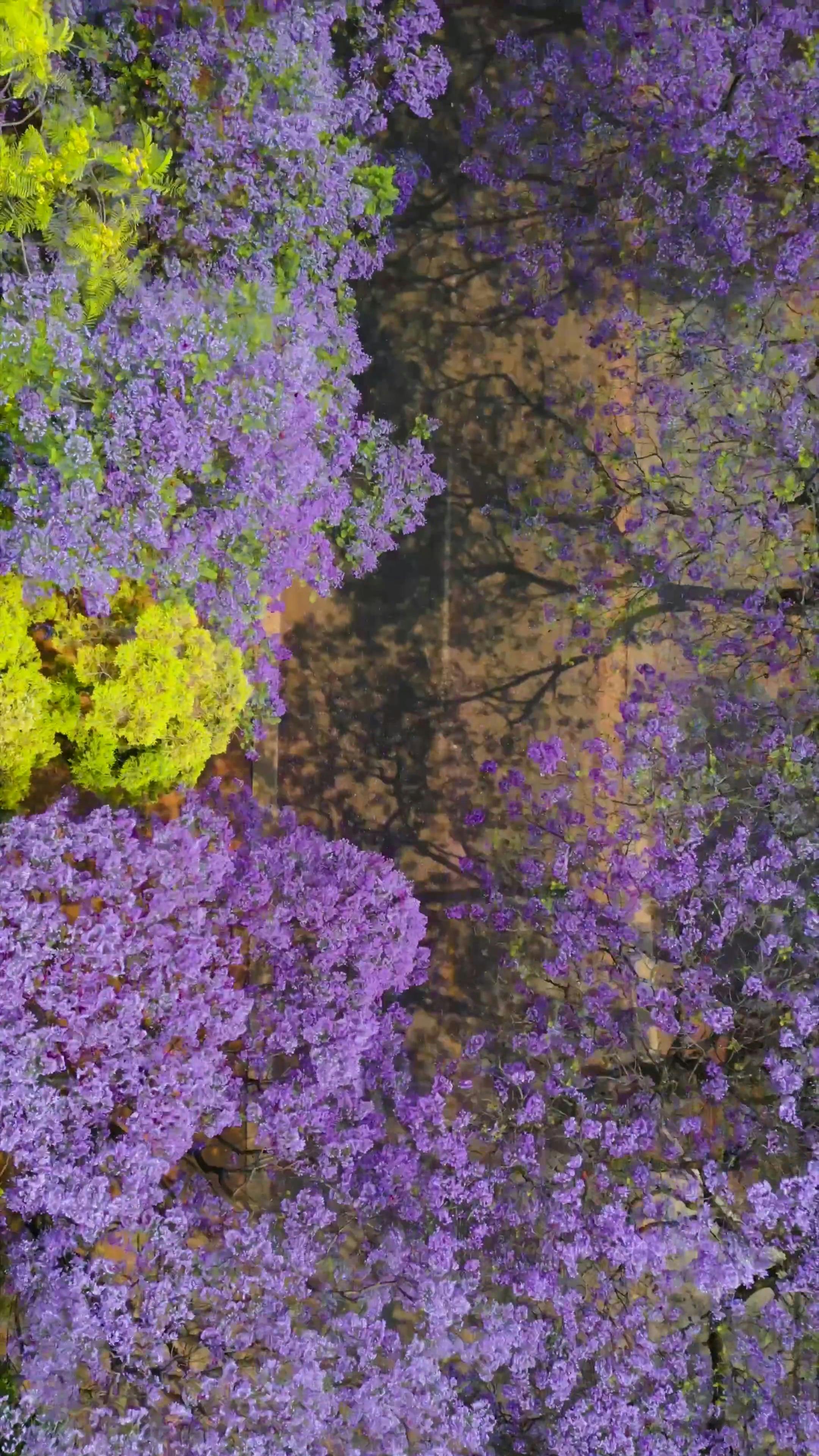 Purple Blossoms on Trees Free Stock Video Footage, RoyaltyFree 4K & HD