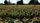 sunflower field