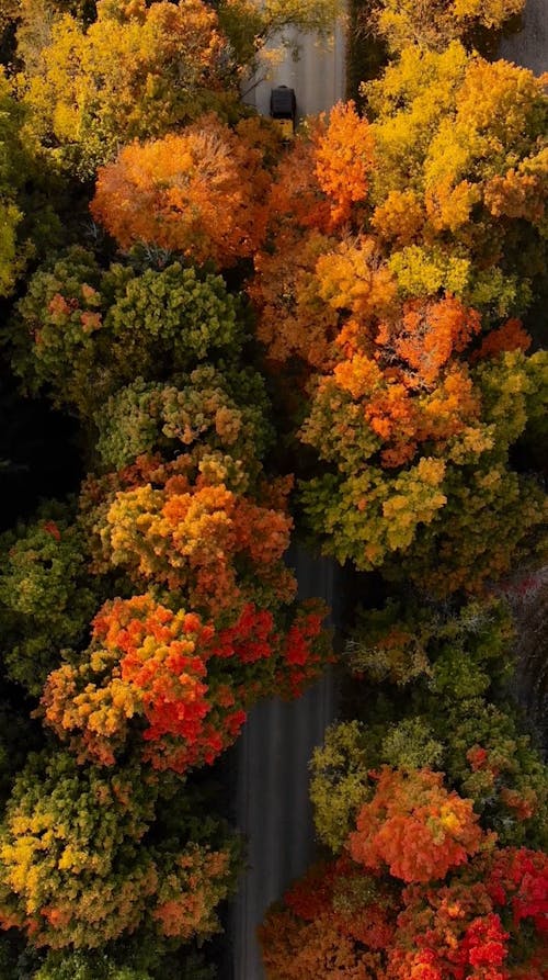 Aerial View of a Vehicle on an Autumn Forest Road 