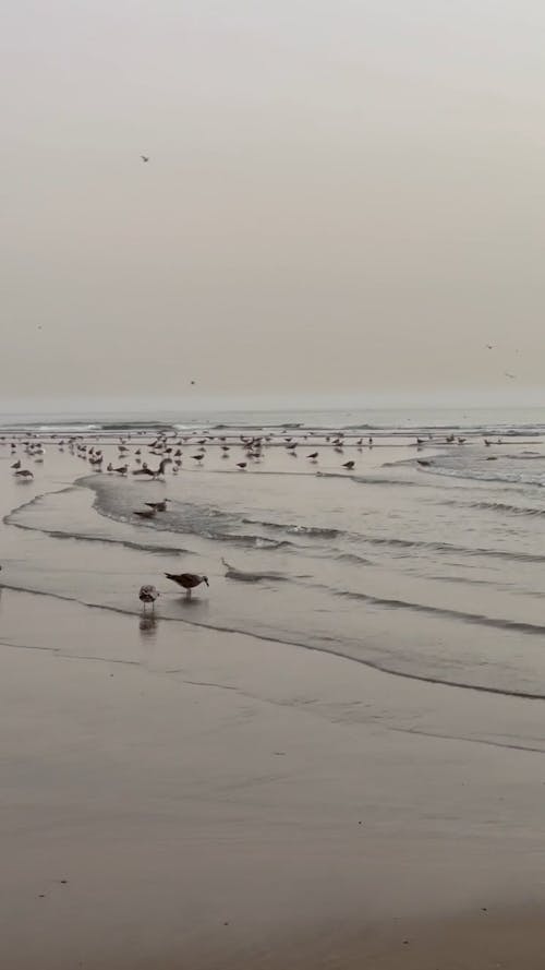 Birds on Sea Shore
