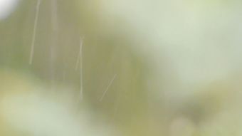 雨珠滴落高清视频高清视频高清视频视频素材