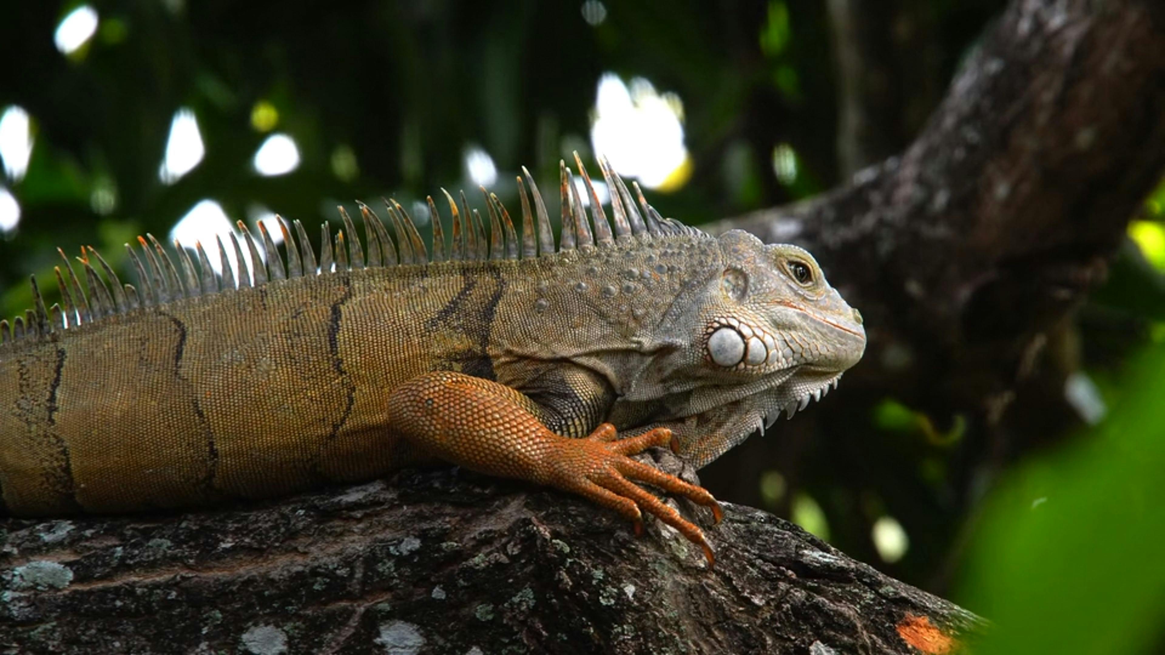 An Iguana Standing On A Branch And Bobbing Its Head Free Stock Video ...