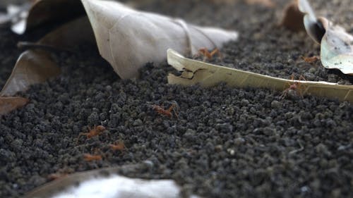 Close up of Ants