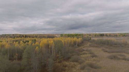 Green Trees Under Cloudy Sky