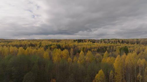 Birds Eye View of Forest Trees