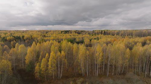 Drone Footage of Forest Trees