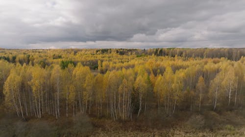 Drone Footage of Birch Trees