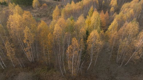 Drone Footage of Tall Trees with Fall Foliage 