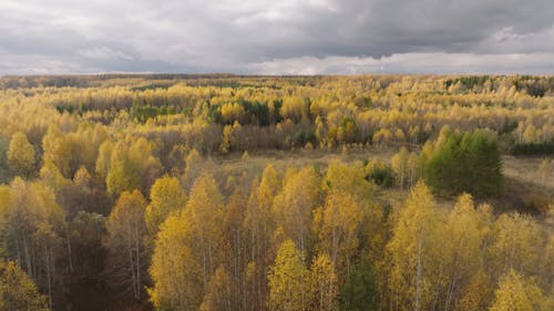Drone Footage of an Autumn Forest under a Grey Sky 