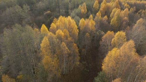 Aerial View of Tall Trees with Fall Foliage
